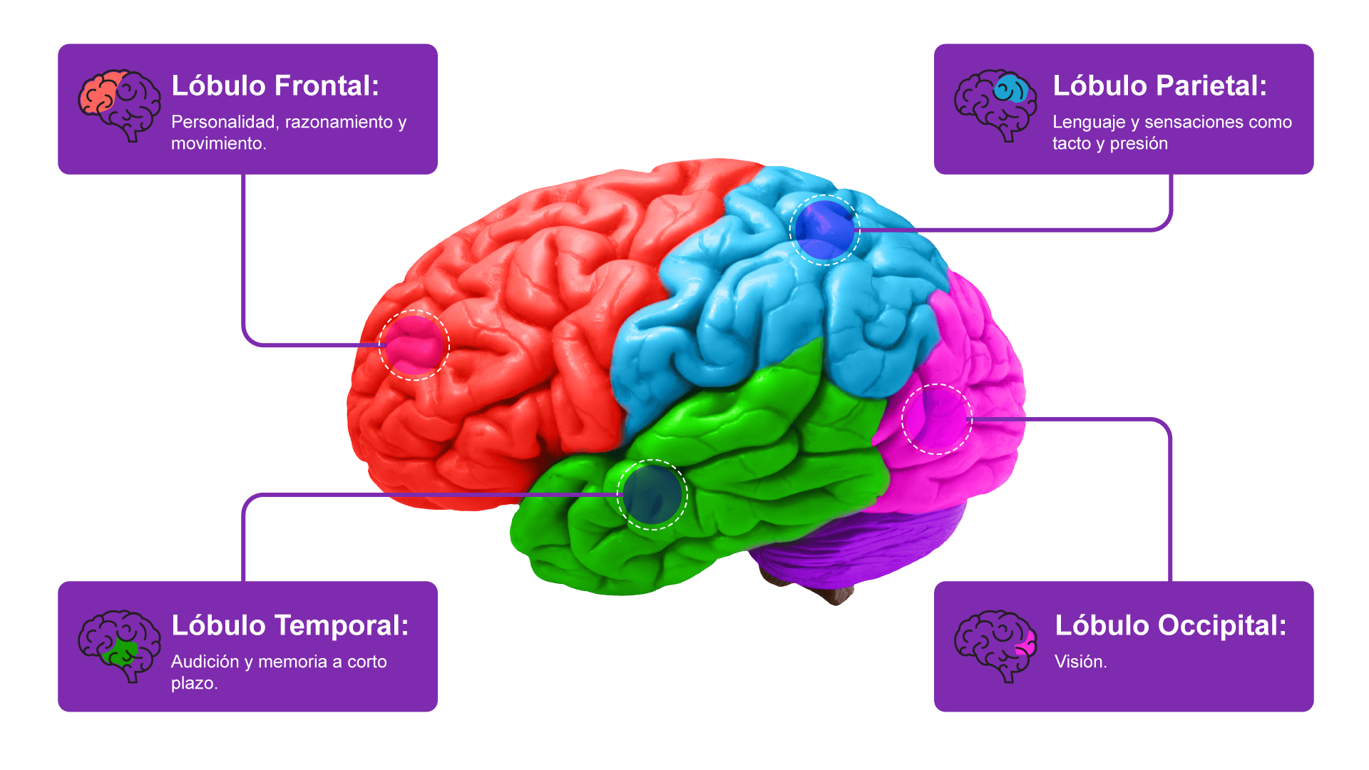 cerebro-creativo-con-lobulos-de-colores-sobre-un-fondo-azul-idea-creativa-pensamiento-y-partes-del-cerebro-pensar-diferente-concepto-2